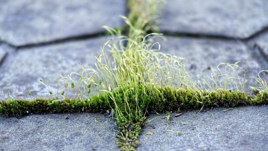 Paver Replacement Contractor in Austin